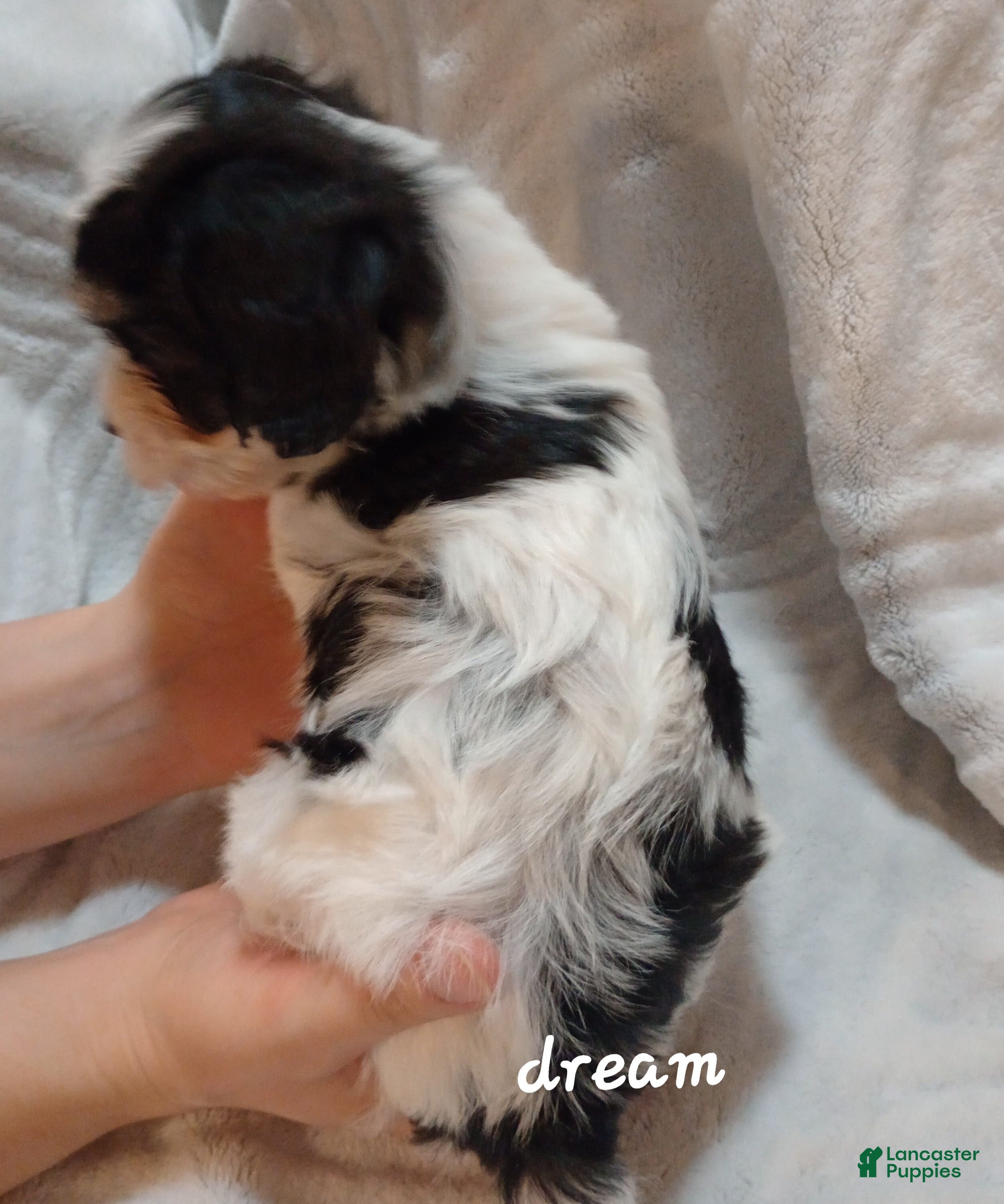 Cavapoo dogs Apollo - Ad 2