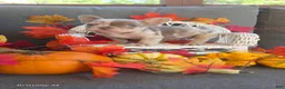 French Bulldog dogs for sale: French Bulldog 6 - Ad 3