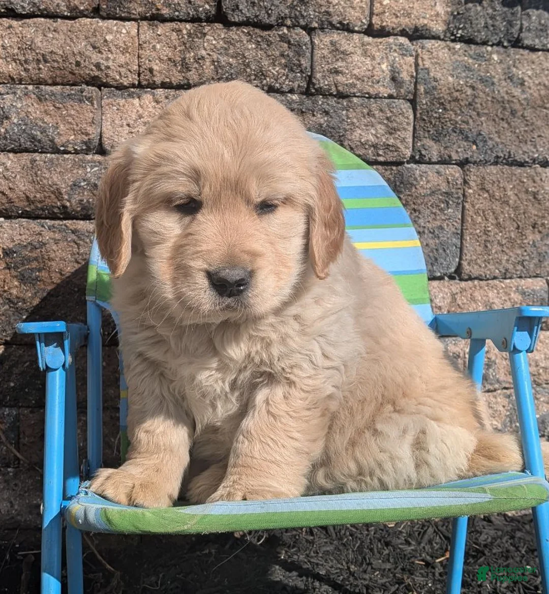 Golden Retriever dogs for sale: Courage - Ad 1
