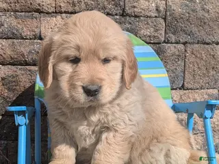 Golden Retriever dogs for sale: Courage - Ad 2