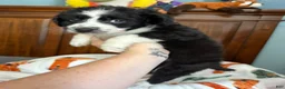 Aussiedoodle dogs for sale: Twilight Sparkle (purple) - Ad 4