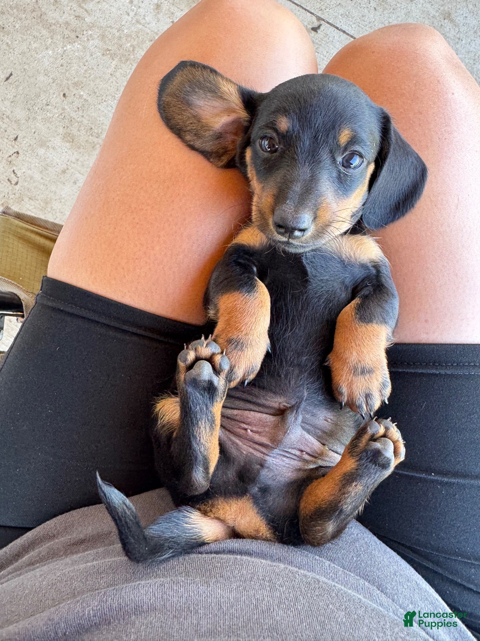Miniature Dachshund dogs for sale: Miniature Dachshund 3 - Ad 4
