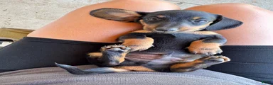 Miniature Dachshund 3