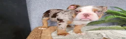 English Bulldog dogs for sale: Fletch - Ad 18