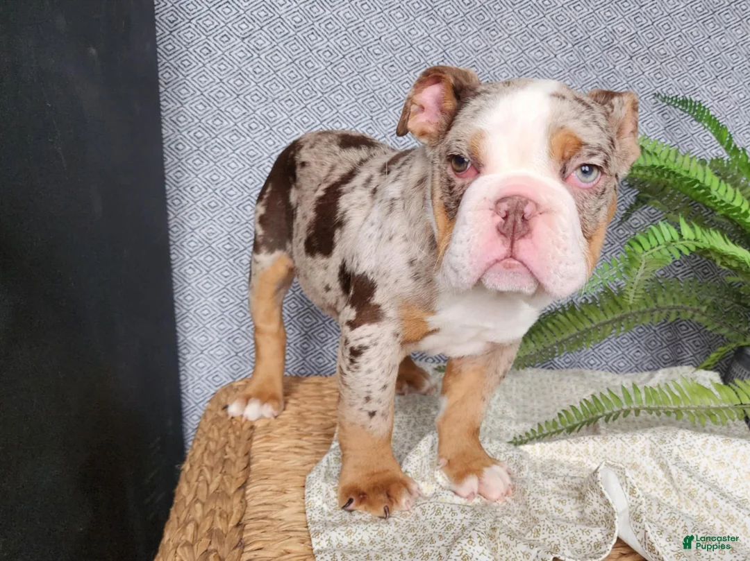 English Bulldog dogs for sale: Fletch - Ad 18