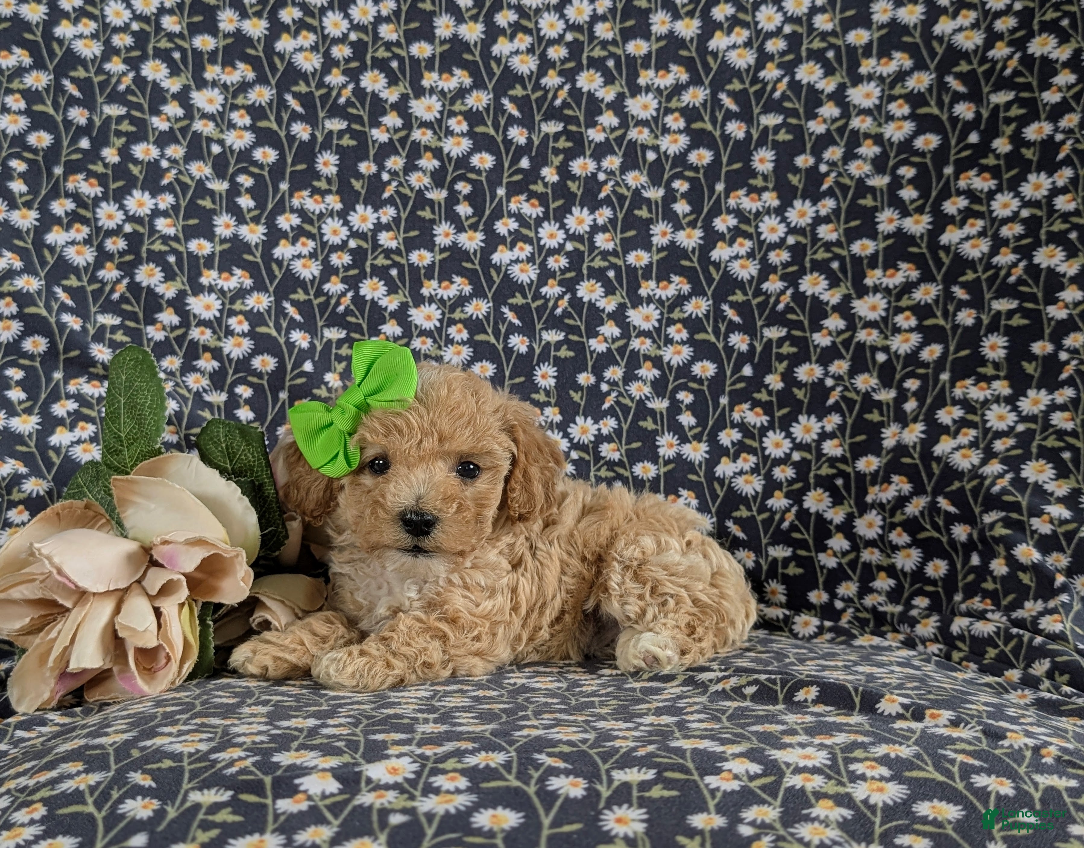 Bichpoo dogs for sale: Rosie 9 lbs Full Grown - Ad 3