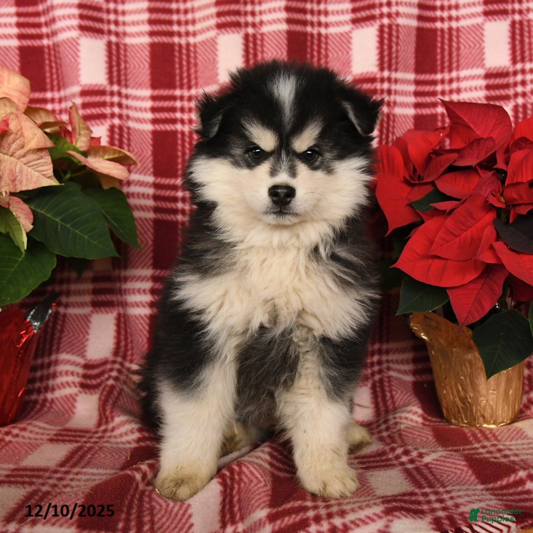 Pomsky dogs for sale: Blizzard - Ad 3