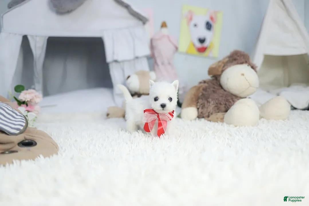 West Highland White Terrier (West Highland White Terrier, Male) in Brooklyn, NY