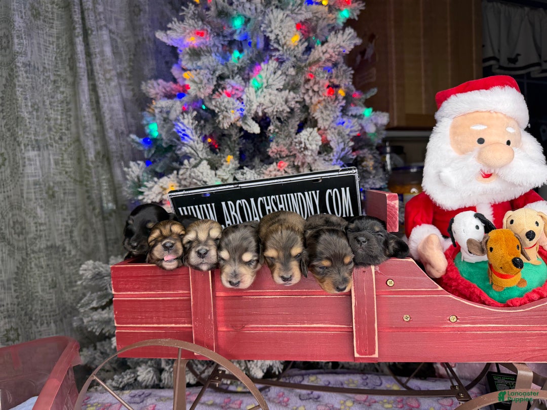 Miniature Dachshund dogs for sale: Black and tan/cr - Ad 7