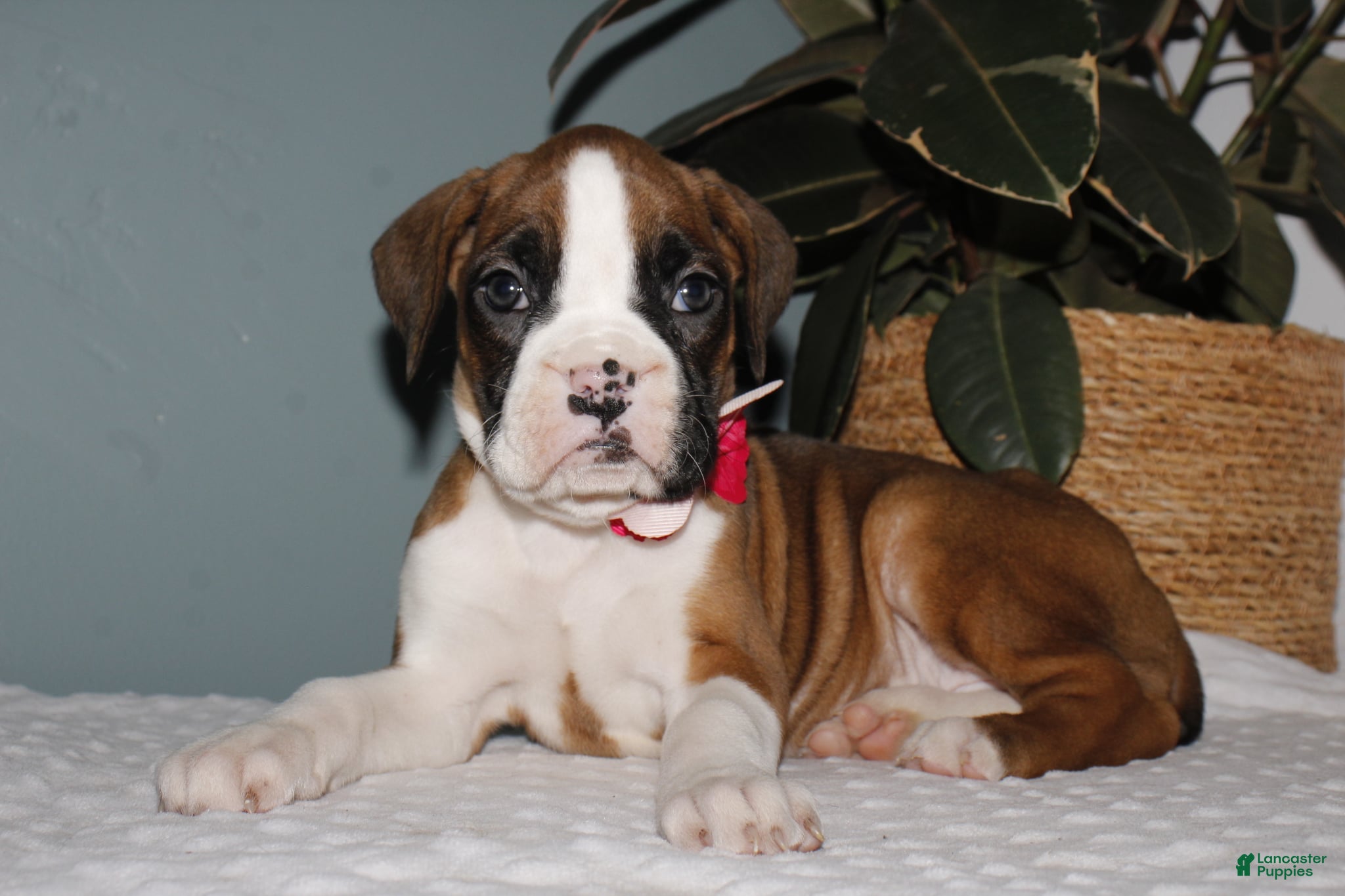 Boxer dogs Donna - Ad 2