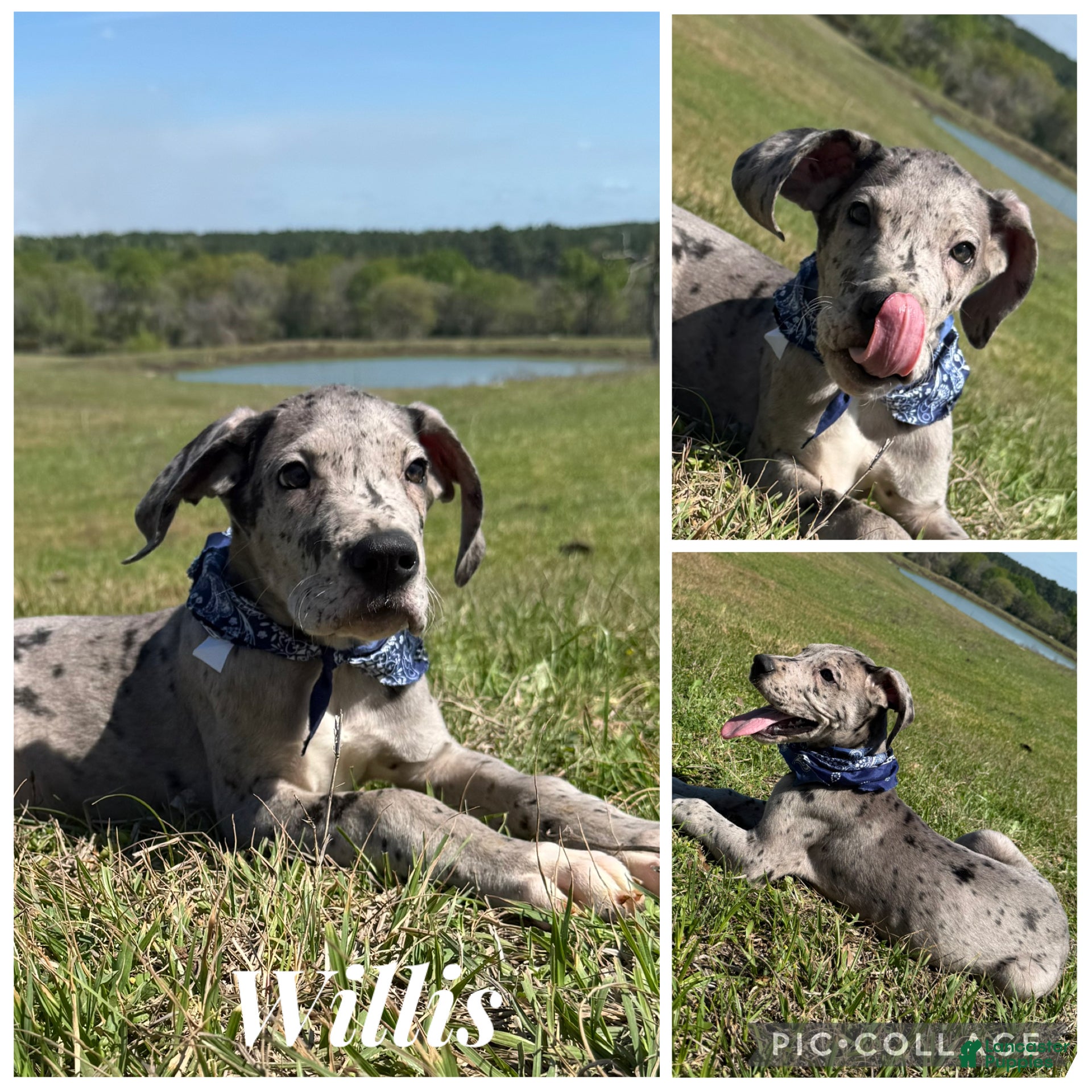 Great Dane dogs Euro Merle Willis - Ad 17