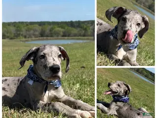 Great Dane dogs Euro Merle Willis - Ad 17