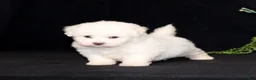 Bichon Frise dogs for sale: Elvira - Ad 5