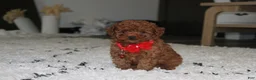 Toy Poodle dogs for sale: Acey - Ad 4