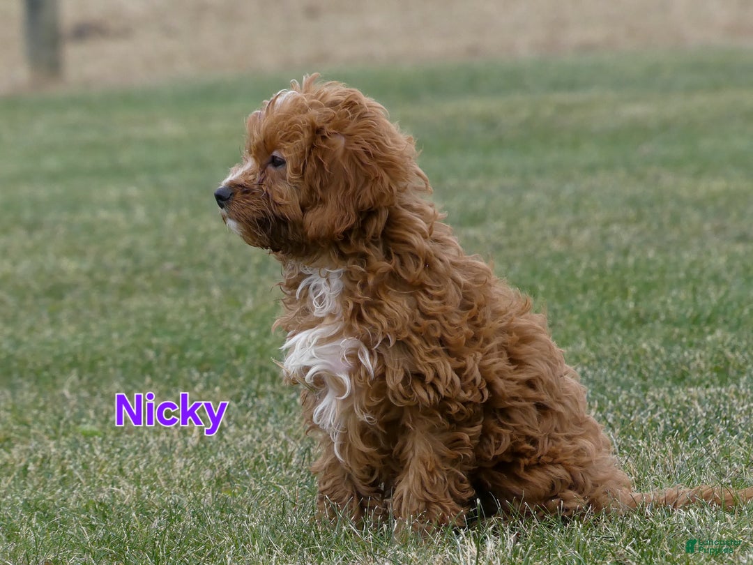 Cavapoo dogs for sale: Nicky - Ad 5