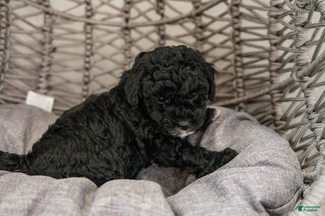 Cockapoo dogs for sale: Lucy - Ad 5