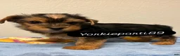 Yorkiepoo dogs for sale: Blackie - Ad 1