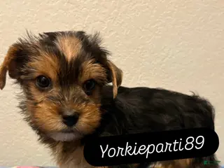 Yorkiepoo dogs Blackie - Ad 2