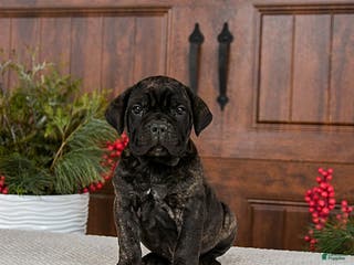 Cane Corso dogs Tripp - Ad 1