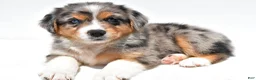 Australian Shepherd dogs for sale: Connie - Ad 3