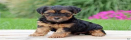 Yorkshire Terrier dogs for sale: Brinn - Ad 2