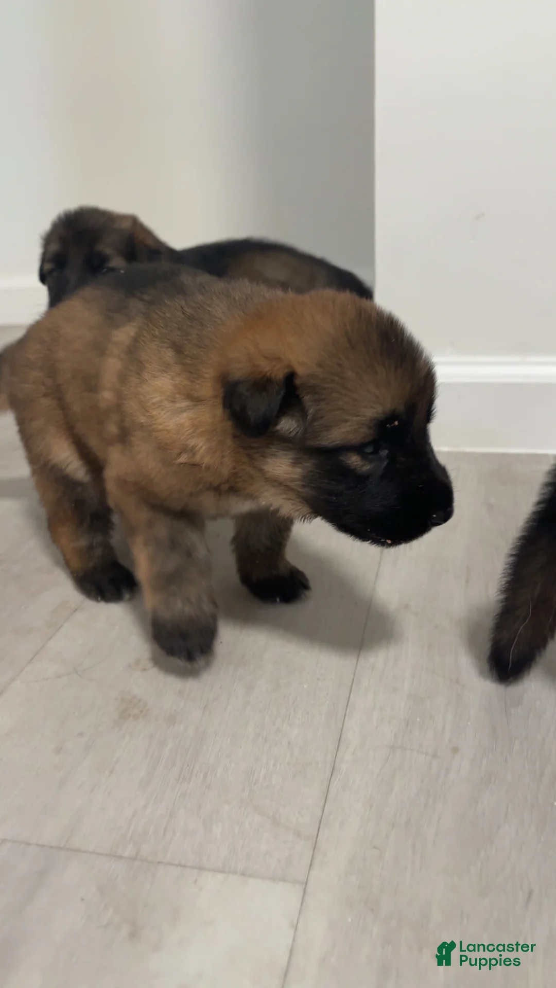 German Shepherd dogs for sale: German Shepherd Puppy 4 - Ad 2