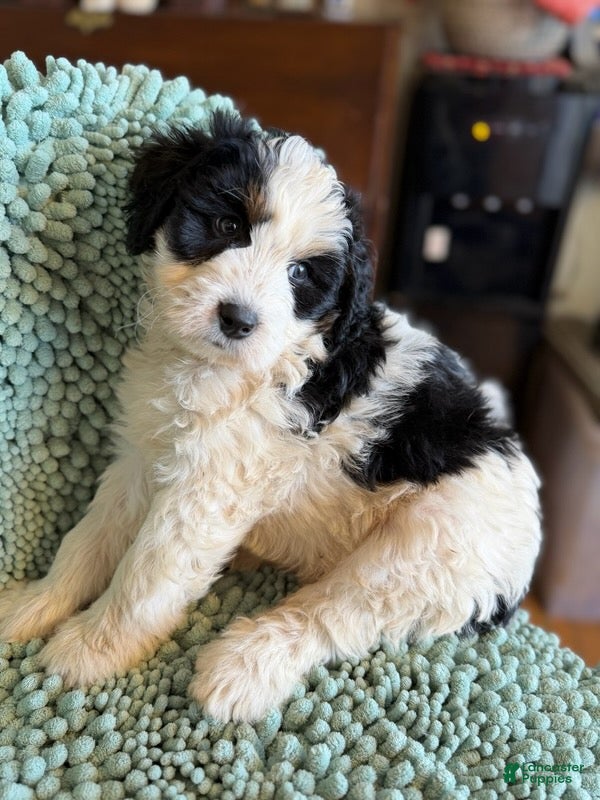 Bernedoodle dogs for sale: Frida - Ad 1