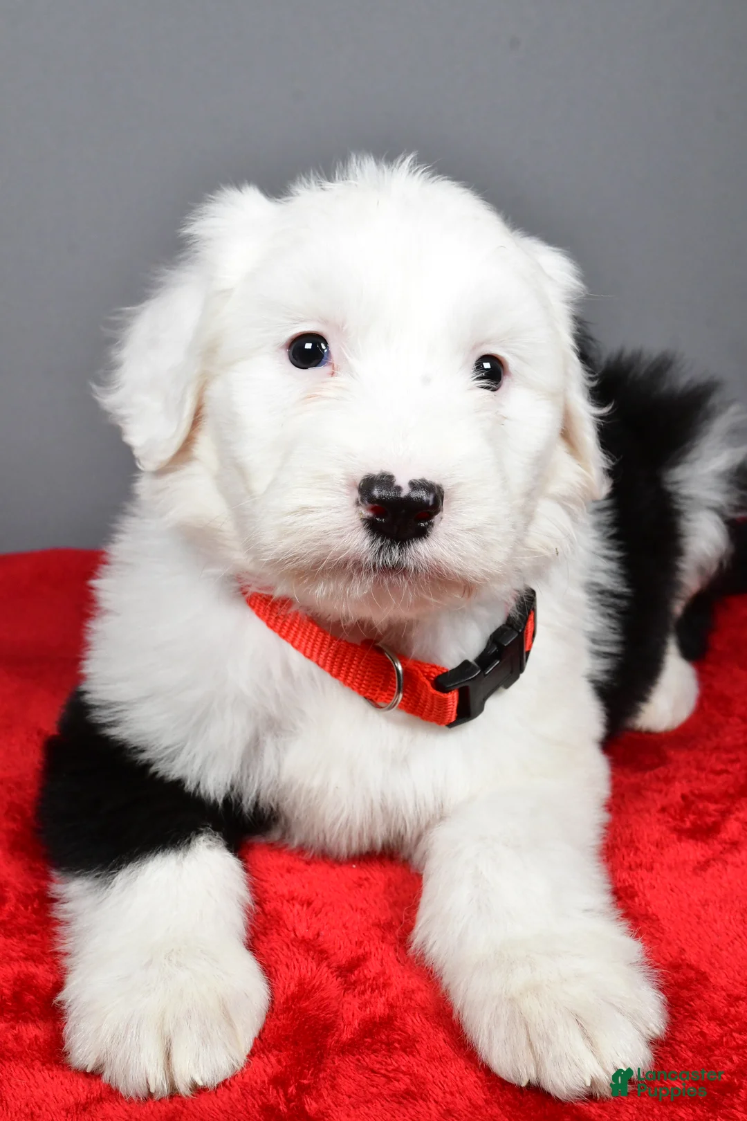 Old English Sheepdog dogs for sale: Ellie - Ad 6