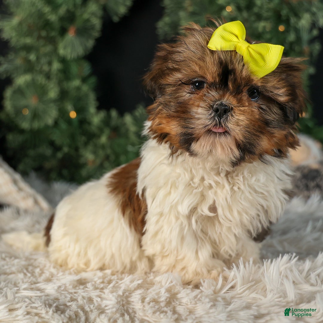 Shih Tzu dogs for sale: RHODA - Ad 1