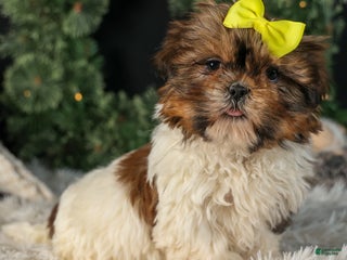 Shih Tzu dogs RHODA - Ad 31