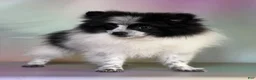 Pomeranian dogs for sale: Aca Shiba - Ad 3