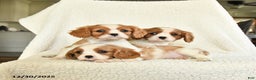 Cavalier King Charles Spaniel dogs for sale: Cocoa - Ad 3