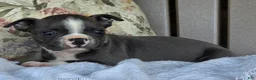Boston Terrier dogs for sale: Rodney - Ad 4