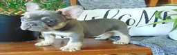 French Bulldog dogs for sale: Missy - Ad 14