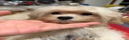 Maltipoo dogs for sale: Mars - Ad 3