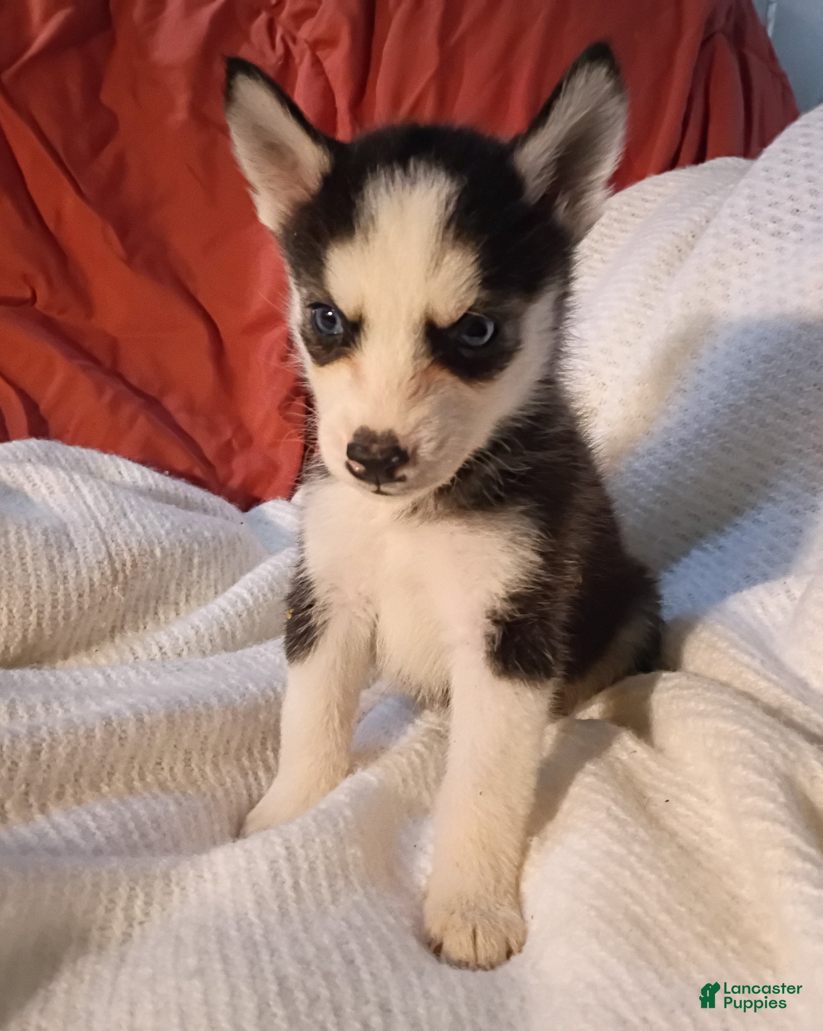 Pomsky dogs Pomsky Puppy 2 - Ad 1
