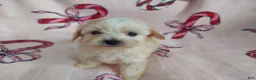Maltipoo dogs for sale: Maltipoo Puppy 1 - Ad 3