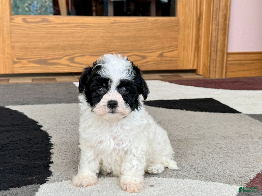 Havanese dogs for sale: Nathan - Ad 1
