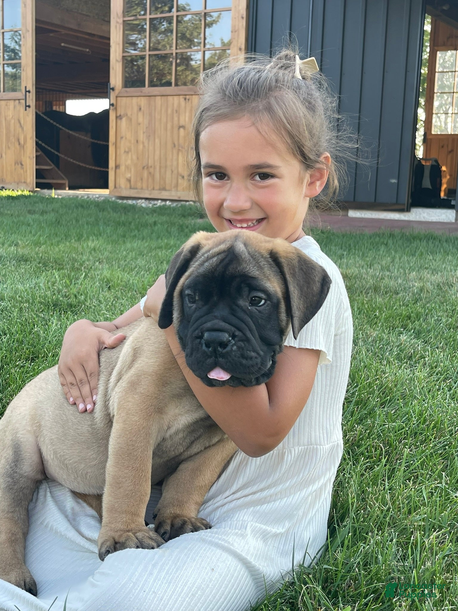 Bullmastiff dogs Atticus (49) - Ad 2