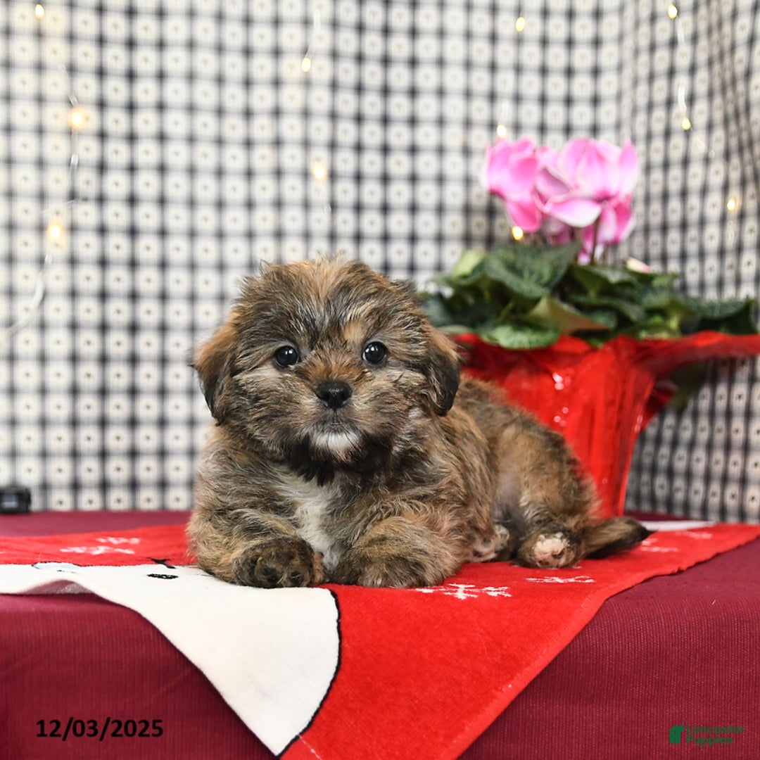 Mixed Breed dogs for sale: Kitkat - Ad 4