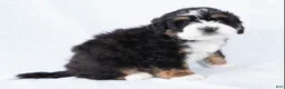 Mini Bernedoodle dogs for sale: Benji - Ad 4