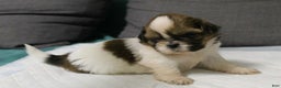 Shih Tzu dogs for sale: Link - Ad 8