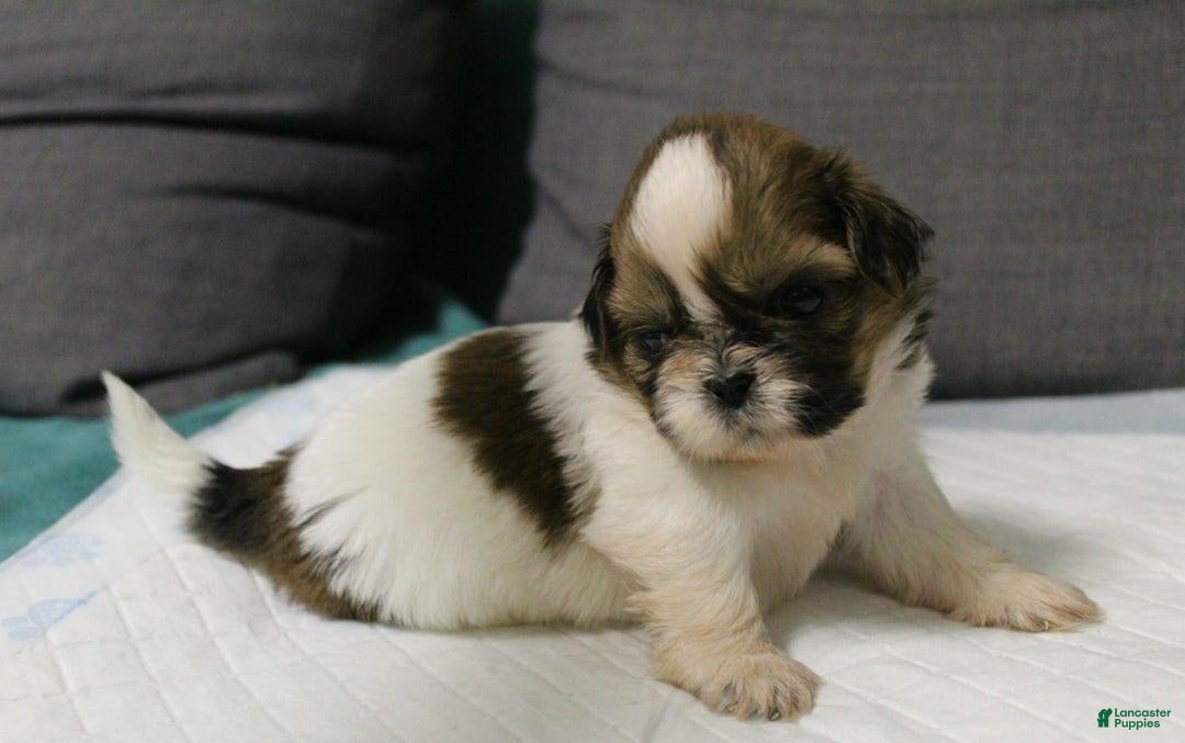 Shih Tzu dogs for sale: Link - Ad 8