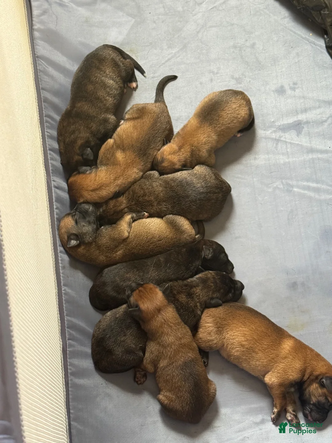 Dutch Shepherd dogs for sale: Harley - Ad 12