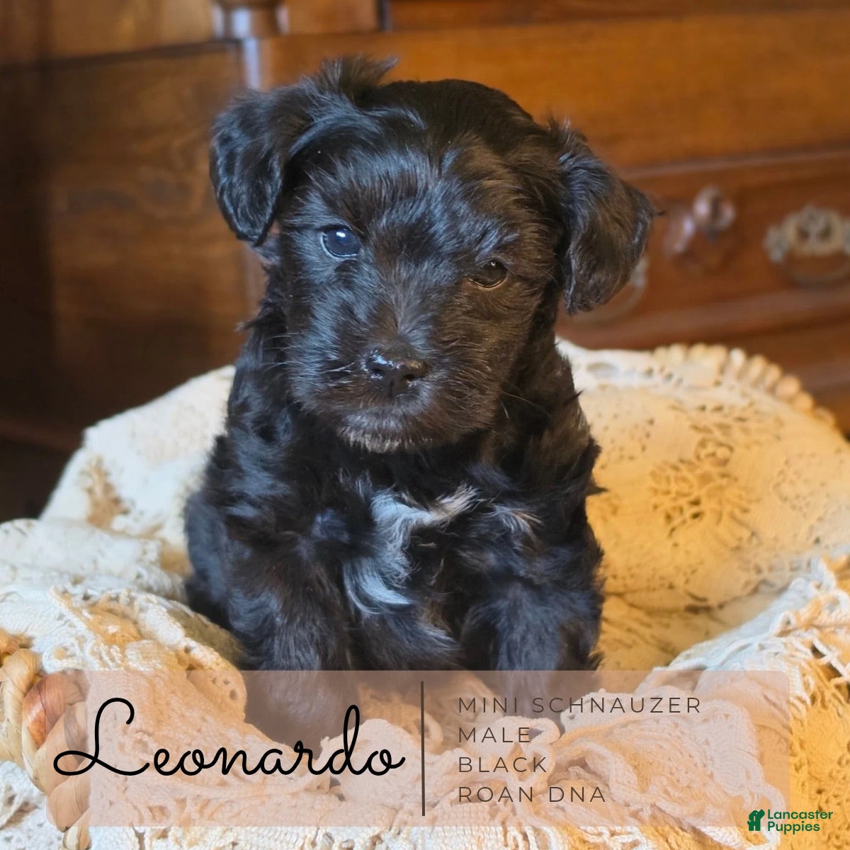 Miniature Schnauzer dogs Leonardo Miniature Schnauzer 2 - Ad 2