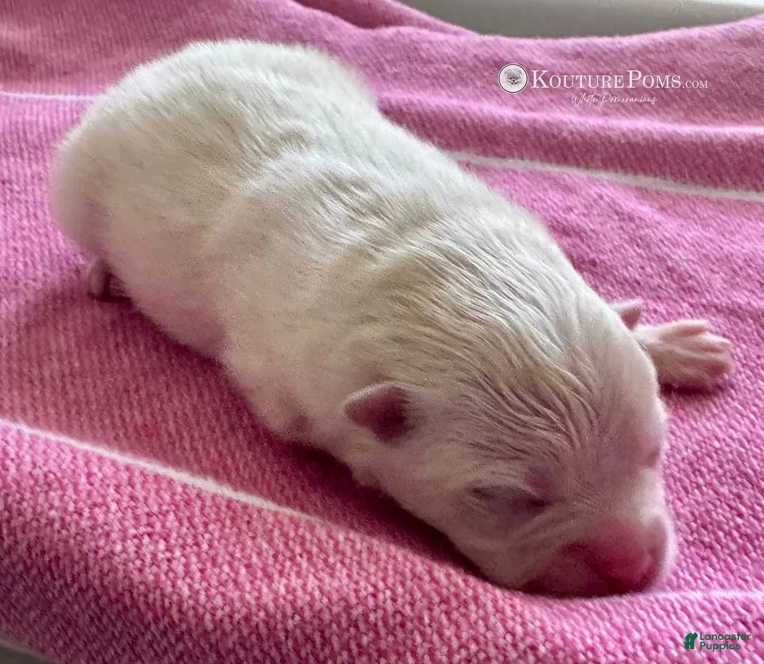 Pomeranian dogs for sale: Chanel - Ad 2