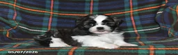 Shih Tzu dogs for sale: Grace - Ad 1