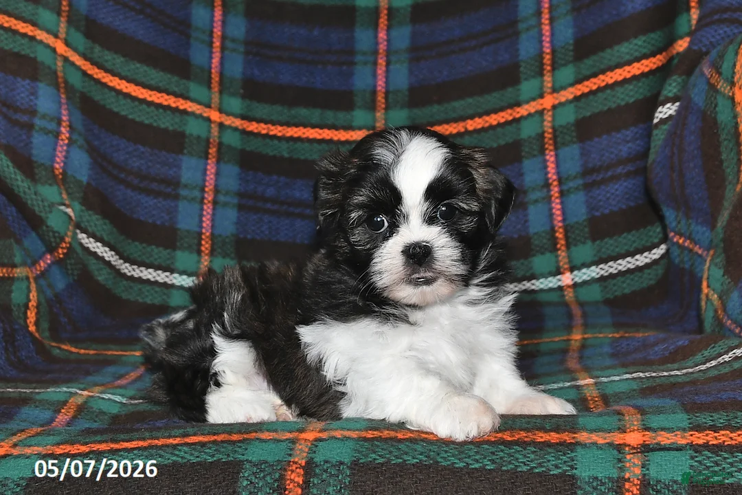 Shih Tzu dogs for sale: Grace - Ad 1