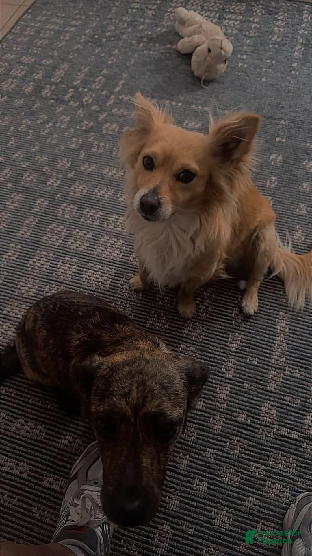 Chiweenie dogs for sale: Chiweenie 1 - Ad 2