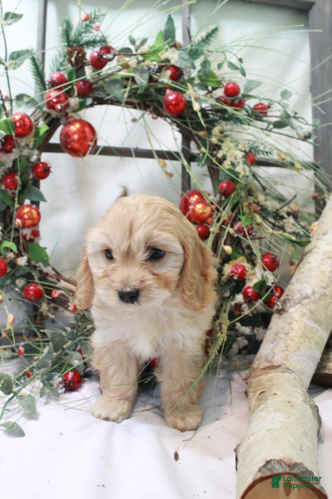 Cavachon dogs for sale: Snowball - Ad 18